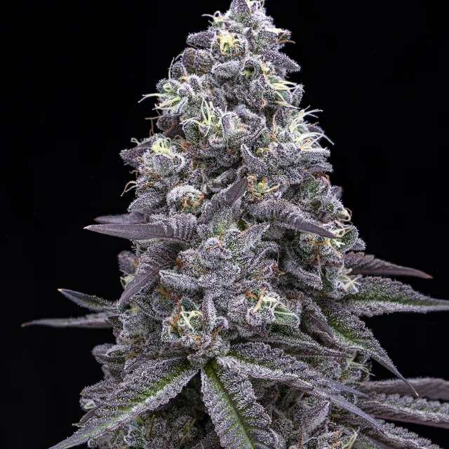 Bananaconda #4