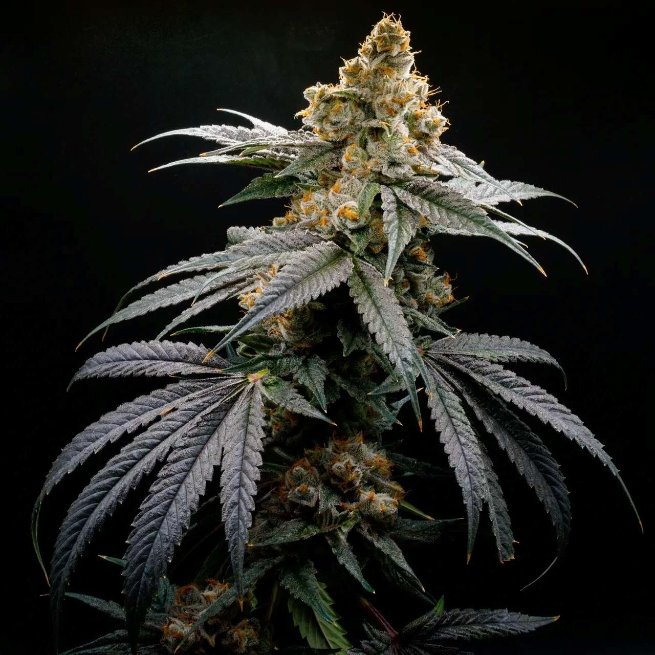 Blockberry