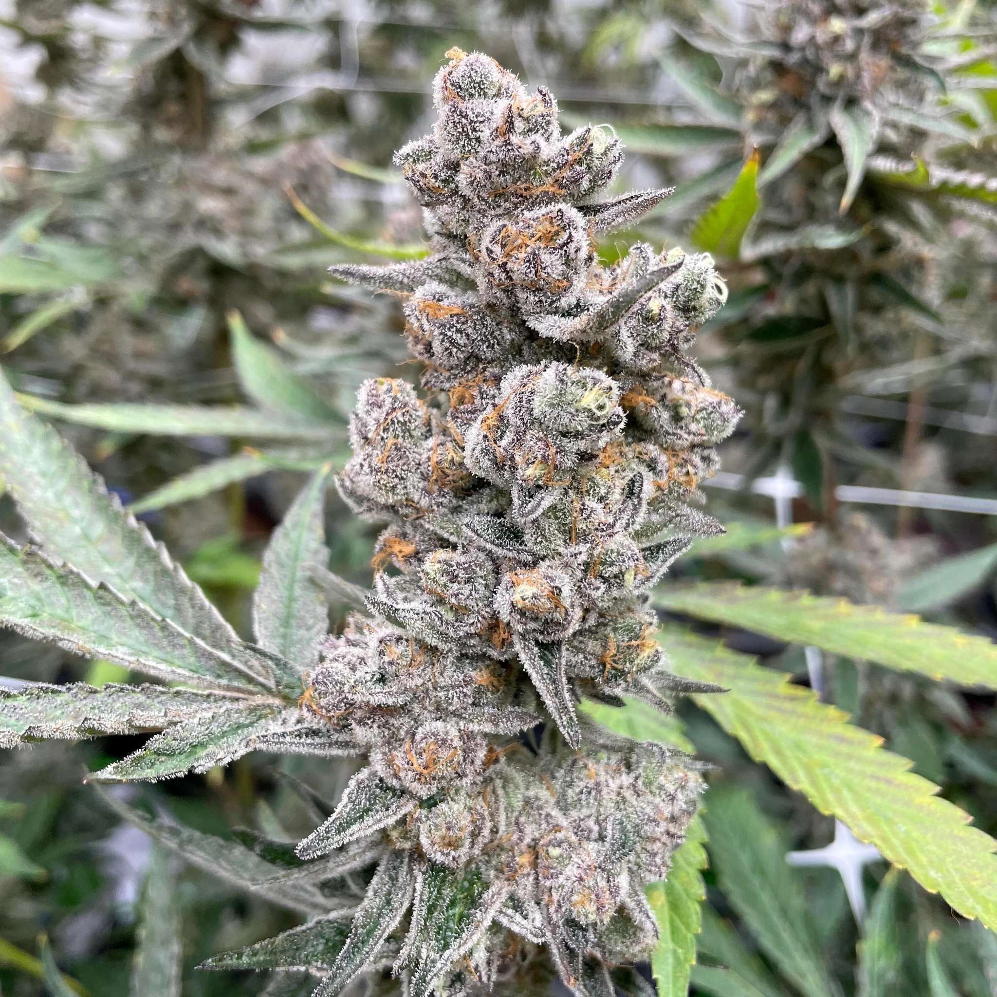 Blockberry