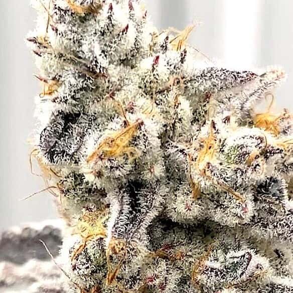 June Plum | TruffleBerry × Dip N Stix | BeLeaf Genetics & In House ...