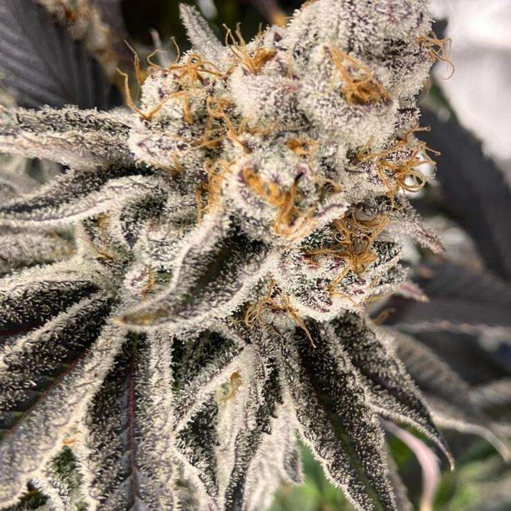 Blockberry