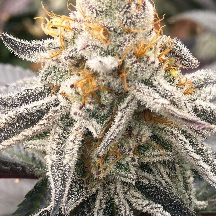 Blockberry