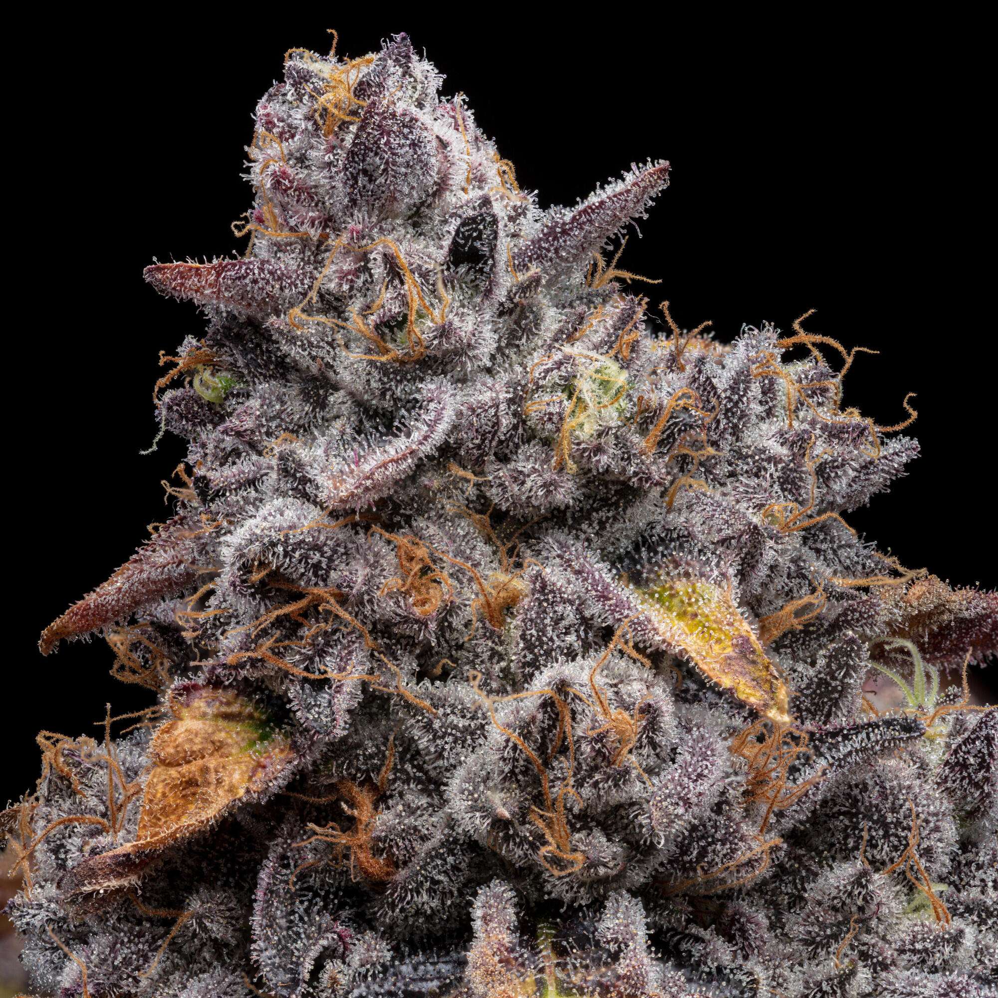 Bananaconda #4