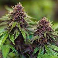 Black Maple