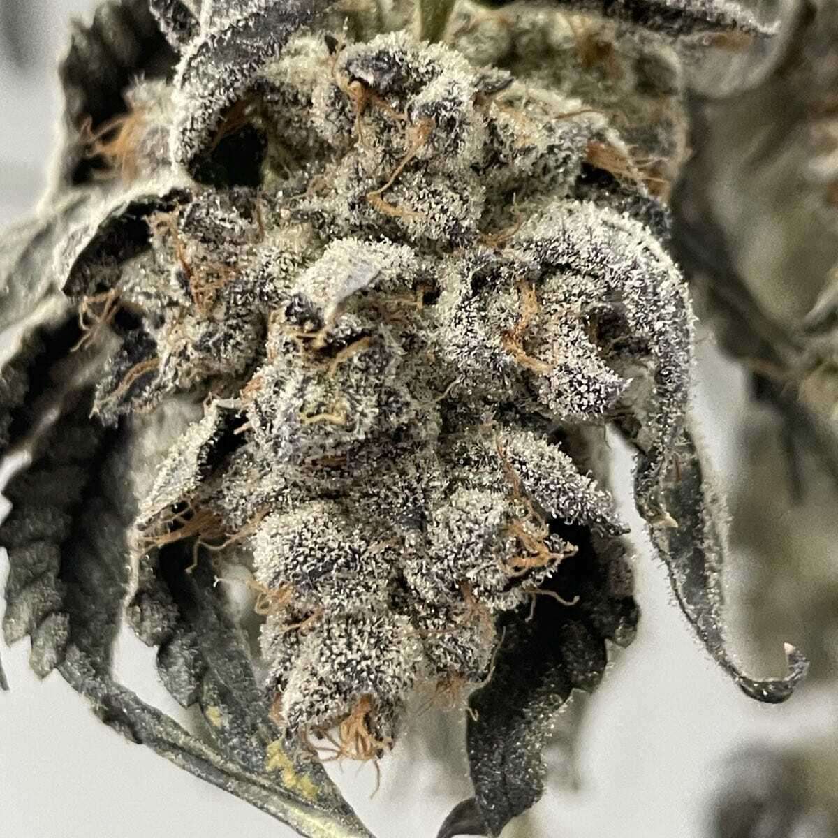 Bananaconda #4