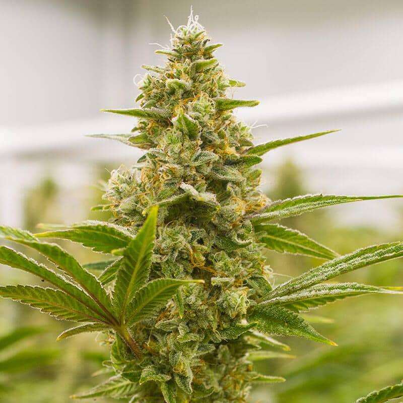 Lemon Tree